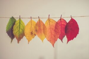 Soft golden autumn light for Libra season 2026