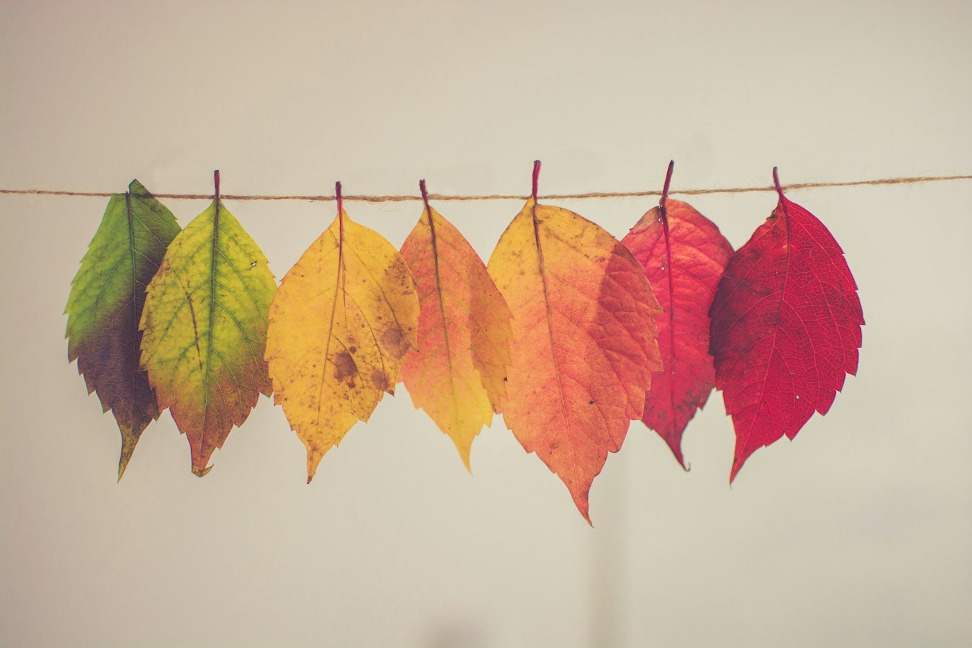 Soft golden autumn light for Libra season 2026